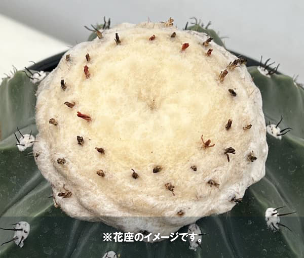 観葉植物 サボテン メロカクタス クルビスピヌ...の詳細画像1
