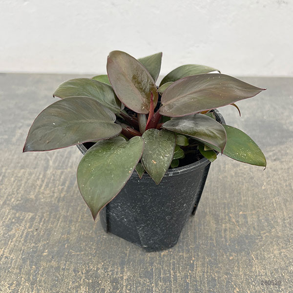観葉植物 フィロデンドロン ブラックカーディナ...の詳細画像1