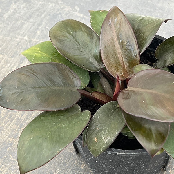 観葉植物 フィロデンドロン ブラックカーディナ...の詳細画像2