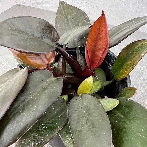 観葉植物 フィロデンドロン ブラックカーディナ...の詳細画像3