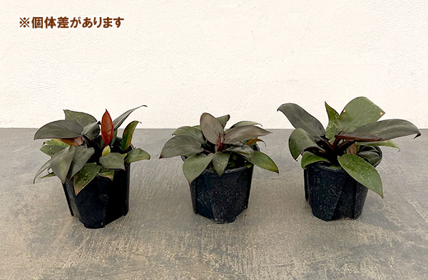 観葉植物 フィロデンドロン ブラックカーディナ...の詳細画像4
