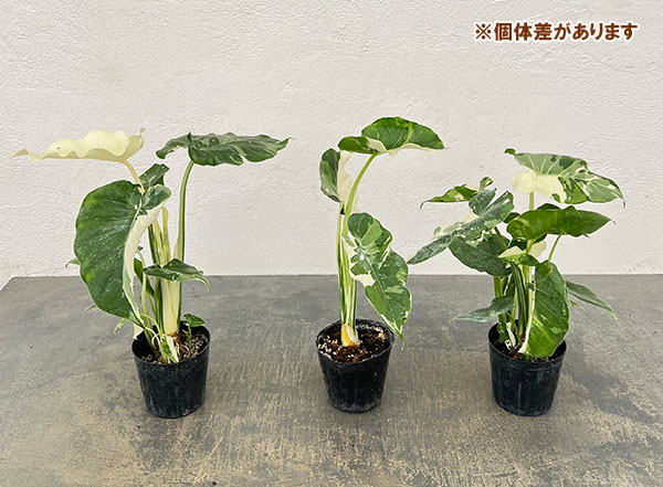 クワズイモのおすすめ人気商品一覧 通販 - Yahoo!ショッピング
