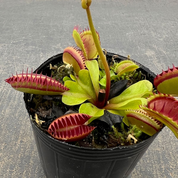 観葉植物 ハエトリソウ ジョーズ 2号ポットの詳細画像1