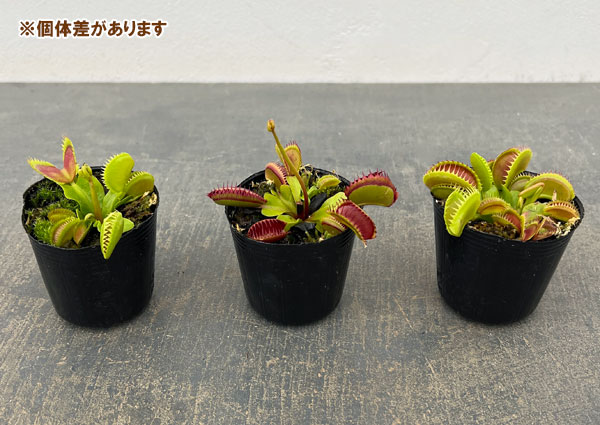 観葉植物 ハエトリソウ ジョーズ 2号ポットの詳細画像3