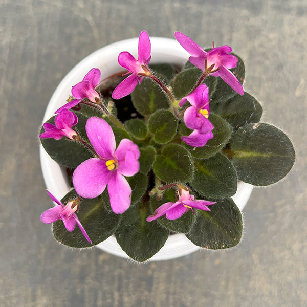 ミニセントポーリア デクランダフ 2.5号鉢植えの詳細画像4