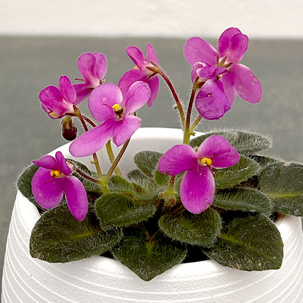 ミニセントポーリア デクランダフ 2.5号鉢植えの詳細画像5