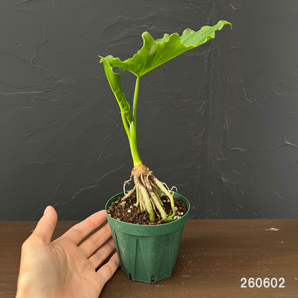 セローム（観葉植物） | 花、ガーデニング の商品一覧 通販 - Yahoo
