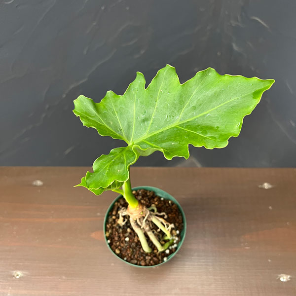 観葉植物 フィロデンドロン セローム根上がり3号鉢植え : 園芸ネット