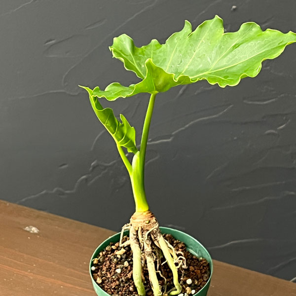 観葉植物 フィロデンドロン セローム根上がり3...の詳細画像4