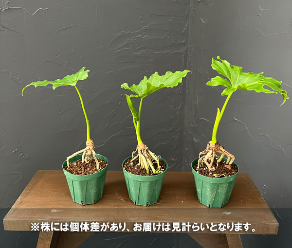 観葉植物 フィロデンドロン セローム根上がり3...の詳細画像1