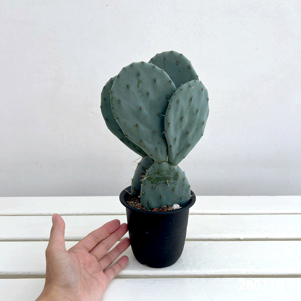 観葉植物 ウチワサボテン オオマルボン(大丸盆...の詳細画像1