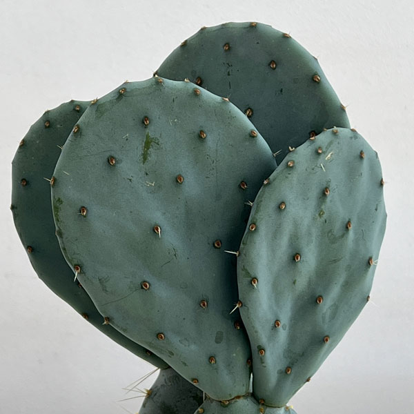 観葉植物 ウチワサボテン オオマルボン(大丸盆...の詳細画像2