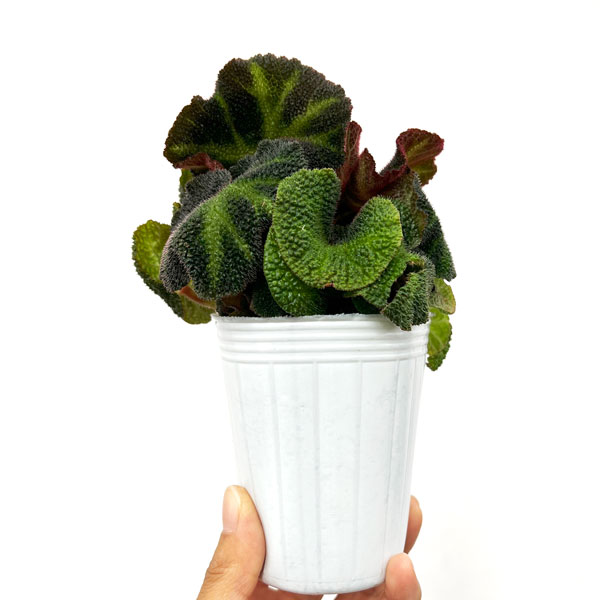 観葉植物 ベゴニア ソリムタータ 2.5号ポットの詳細画像1