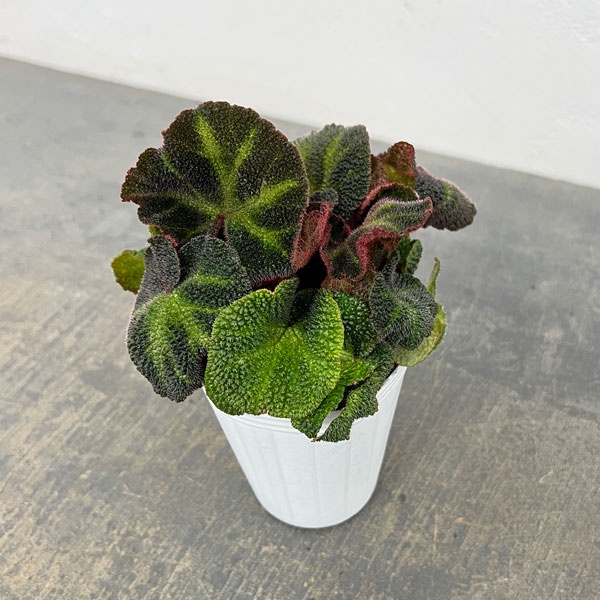 観葉植物 ベゴニア ソリムタータ 2.5号ポットの詳細画像2