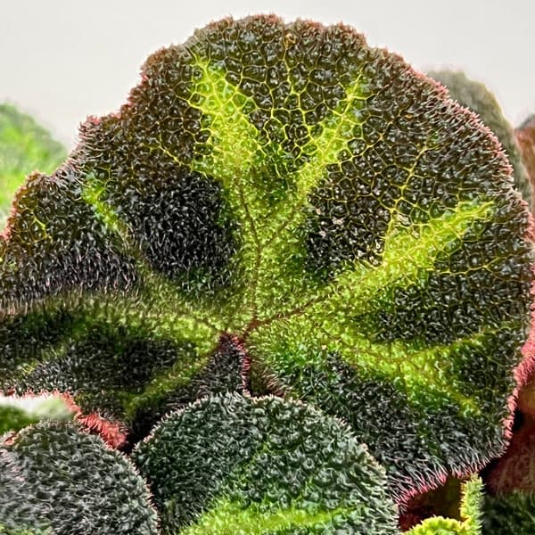 観葉植物 ベゴニア ソリムタータ 2.5号ポットの詳細画像3