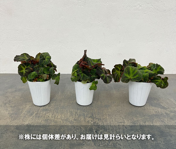 観葉植物 ベゴニア ソリムタータ 2.5号ポットの詳細画像4