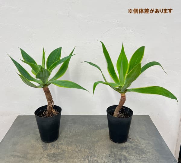 アガベの商品一覧 通販 - Yahoo!ショッピング
