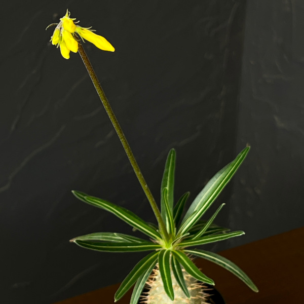 観葉植物 サマーセール パキポディウム グラキ...の詳細画像3