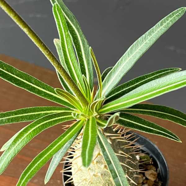 観葉植物 サマーセール パキポディウム グラキ...の詳細画像4