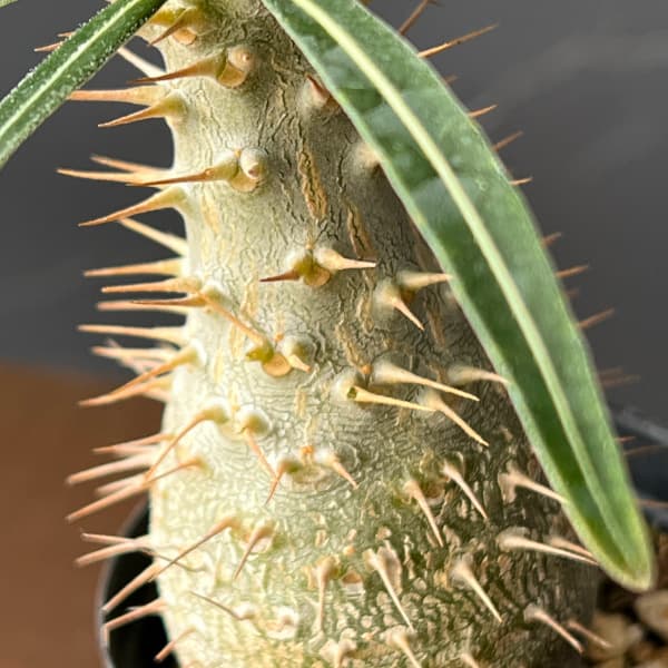 観葉植物 サマーセール パキポディウム グラキ...の詳細画像5