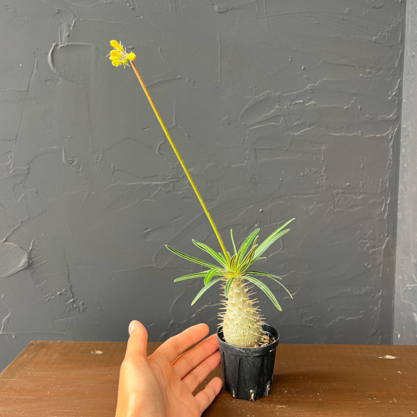 観葉植物 サマーセール パキポディウム グラキ...の詳細画像1