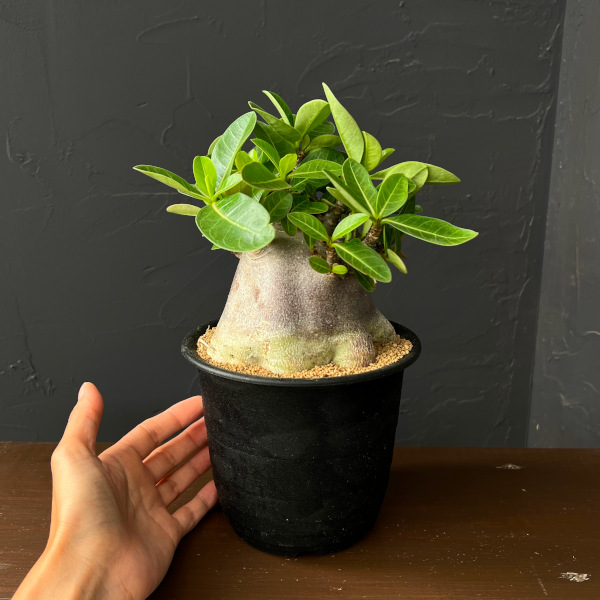 アデニウム（観葉植物） | 花、ガーデニング の商品一覧 通販 - Yahoo