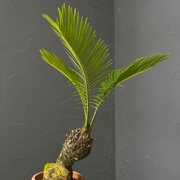 観葉植物 ソテツ（蘇鉄）4号陶器鉢26-01 : 園芸ネット - 通販 - Yahoo