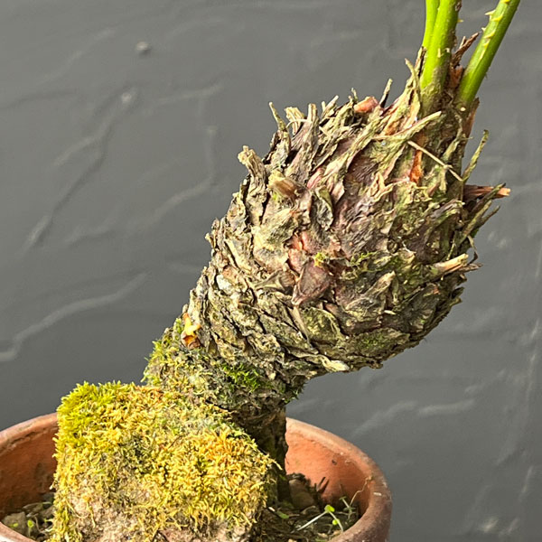 観葉植物 ソテツ（蘇鉄）4号陶器鉢26-01 : 園芸ネット - 通販 - Yahoo