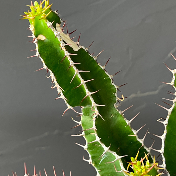 観葉植物 ユーフォルビア ムランジーナ 3.5号鉢植え26-01 : 園芸ネット