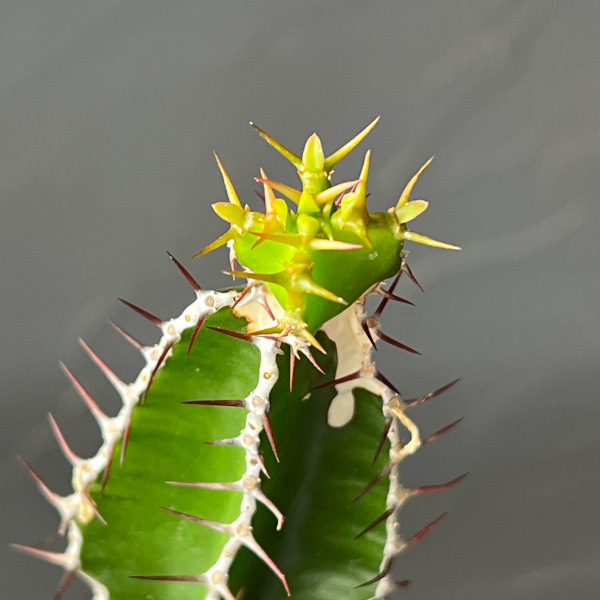 観葉植物 ユーフォルビア ムランジーナ 3.5号鉢植え26-01 : 園芸ネット