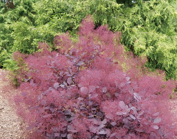 花木 庭木の苗 26年9月中下旬予約 スモーク...の詳細画像3