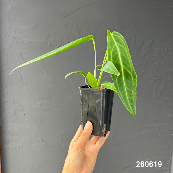 観葉植物 アンスリウム ワロクアナム 3号ポットの詳細画像1