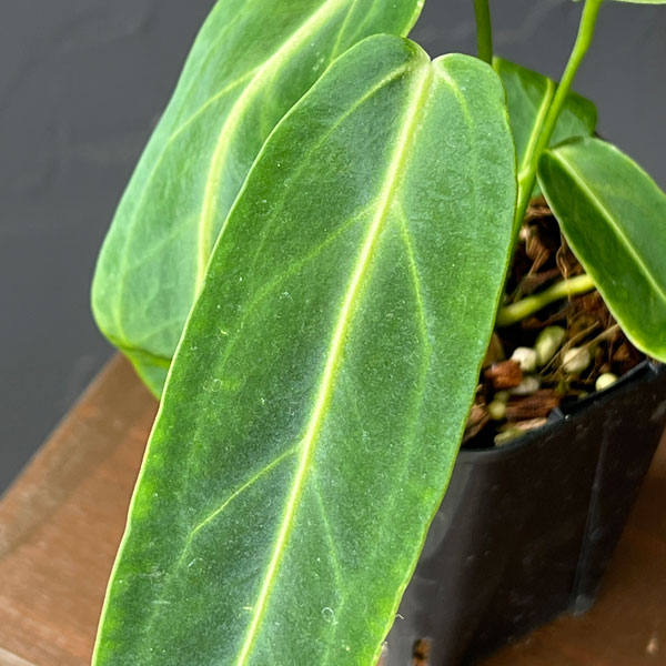 観葉植物 アンスリウム ワロクアナム 3号ポットの詳細画像3