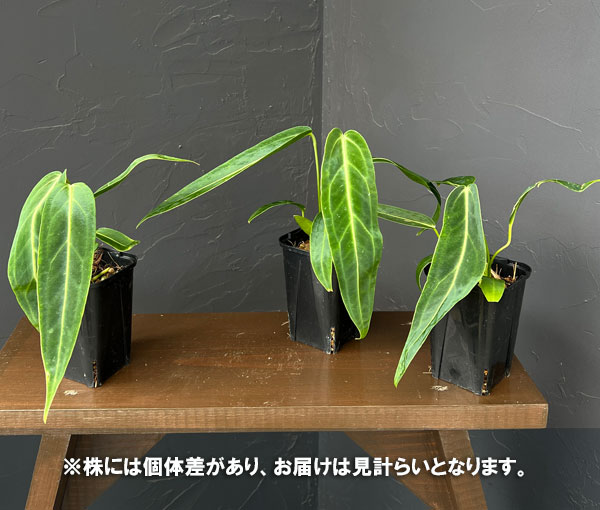 観葉植物 アンスリウム ワロクアナム 3号ポットの詳細画像4