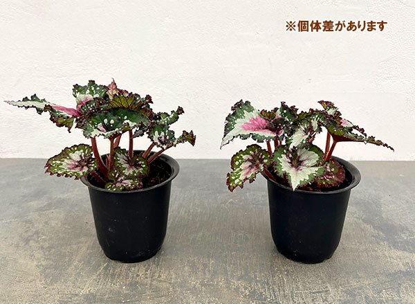 ベゴニア 苗の商品一覧 通販 - Yahoo!ショッピング