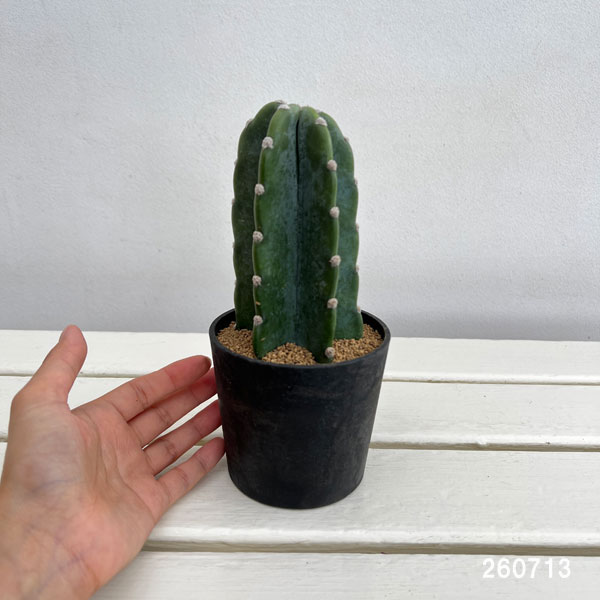 鬼面角（サボテン、多肉植物） | 花、ガーデニング の商品一覧 通販
