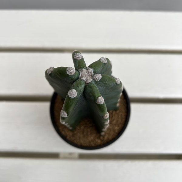 観葉植物 サボテン ハシラサボテン トゲナシキ...の詳細画像4