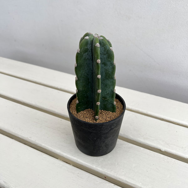 観葉植物 サボテン ハシラサボテン トゲナシキ...の詳細画像1
