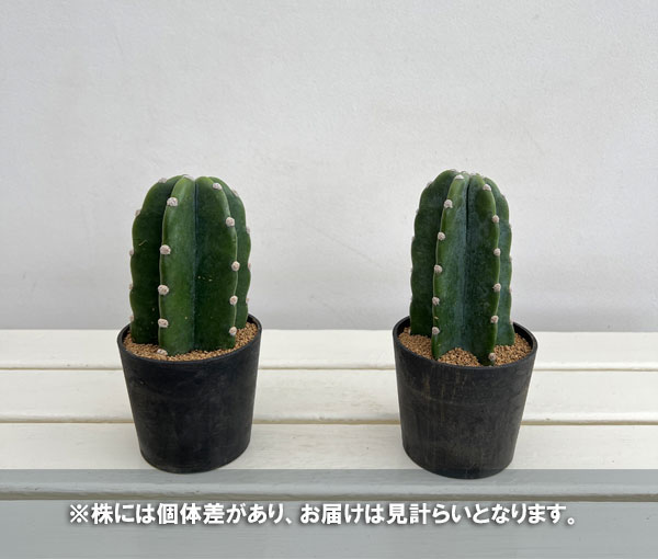 観葉植物 サボテン ハシラサボテン トゲナシキ...の詳細画像2