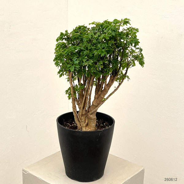 ポリシャス（観葉植物） | 花、ガーデニング のおすすめ人気商品一覧