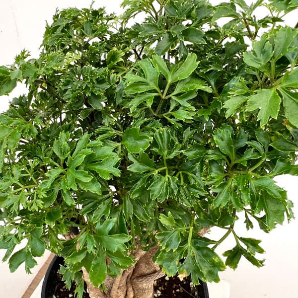 ポリシャス（観葉植物） | 花、ガーデニング のおすすめ人気商品一覧