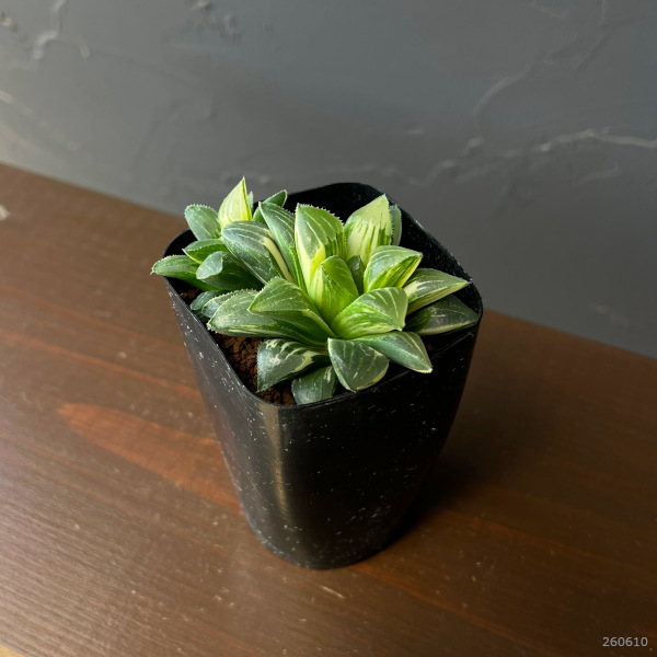 観葉植物 サマーセール ハオルチア 姫美人錦 ...の詳細画像1