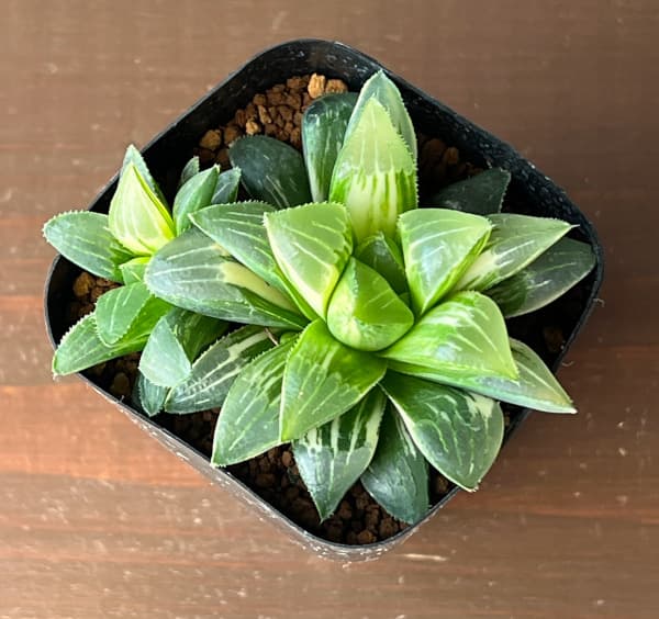 観葉植物 サマーセール ハオルチア 姫美人錦 ...の詳細画像2