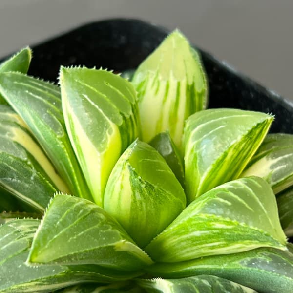 観葉植物 サマーセール ハオルチア 姫美人錦 ...の詳細画像5