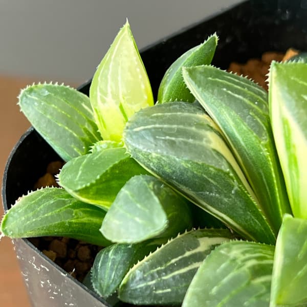 観葉植物 サマーセール ハオルチア 姫美人錦 ...の詳細画像4