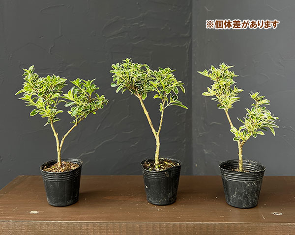 山野草の苗 サマーセール カジュアル盆栽 ハク...の詳細画像2