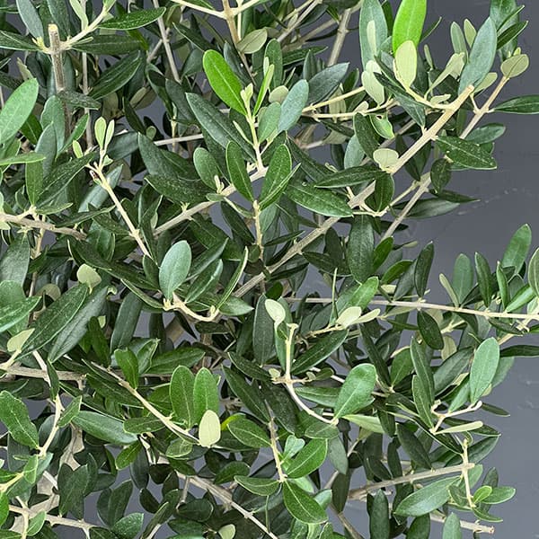花木 庭木の苗 オリーブ 創樹さんのオリーブ ルッカ 8号鉢植え |  | 03