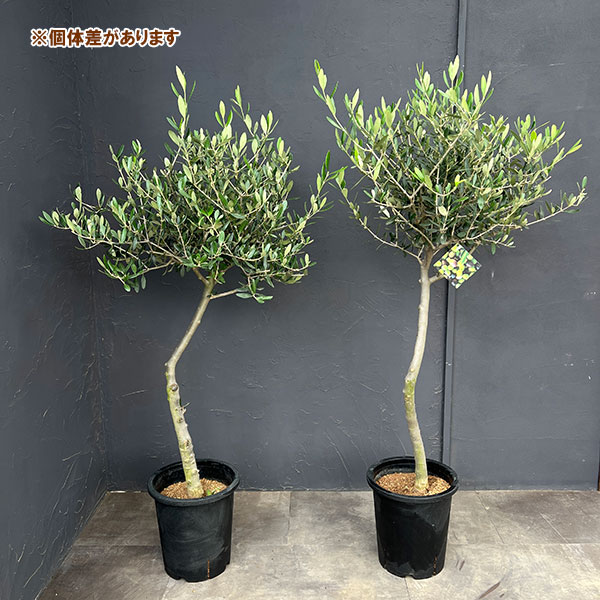 花木 庭木の苗 オリーブ 創樹さんのオリーブ ルッカ 8号鉢植え |  | 01