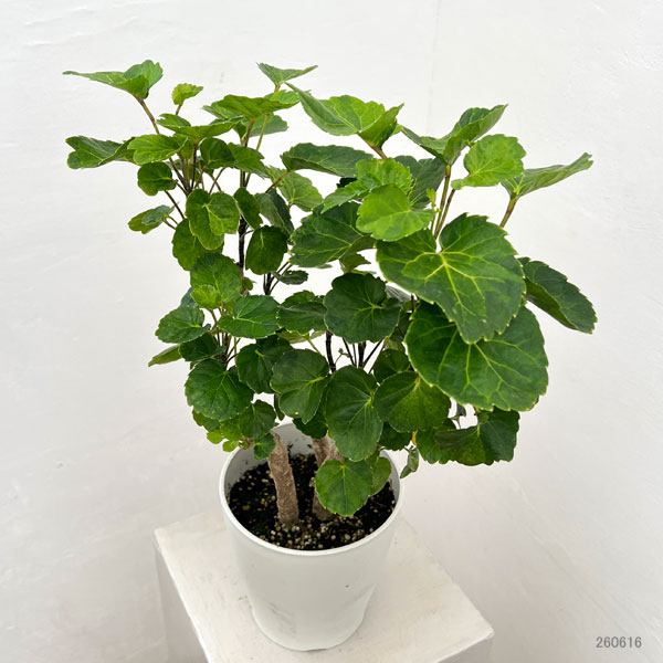 ポリシャス（観葉植物） | 花、ガーデニング の商品一覧 通販 - Yahoo