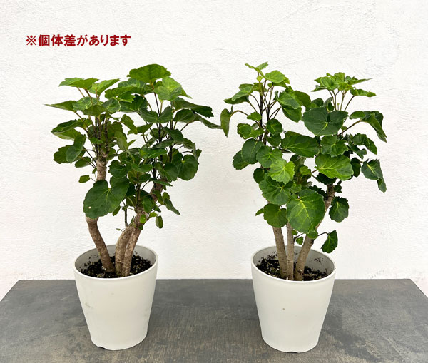 ポリシャス（観葉植物） | 花、ガーデニング の商品一覧 通販 - Yahoo